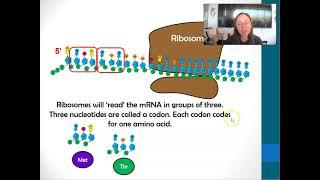 What is a codon? (And Translation)