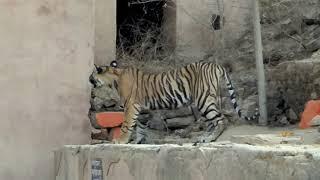 Zone 6. Tiger on Palli gate, #Tiger in ranthambhore national