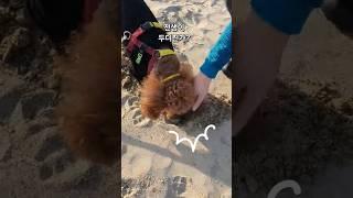 신나는 모래놀이#dog#강아지
