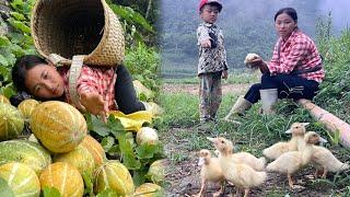 Lucky Day: Melons Sold Out Thanks to the Clever Elephant and Welcomed the First Duck Member