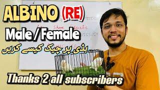 Albino Red Eye Male Female new YT channel Laraib Syed Bird House Thanks to all Subscribers!!