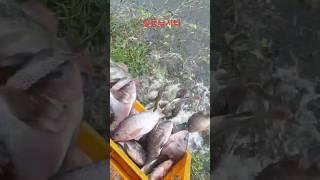 역돔 향어 메기 거...그놈, 해골 한번 예쁘게 생겼다 잡아 끌고 갈 것도 없이 이 자리서 아작내 버릴까요?냅둬! 저런 애들은 술값이라도 좀 보태줘야지 #역돔 #향어 #메기