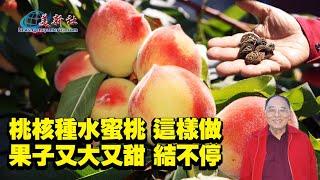 水密桃用桃核種，這樣做，果子又大又甜結不停！