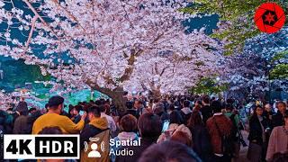 Crazy Crowds at Tokyo’s Top 5 Cherry Blossom Spots - 4K HDR - 2 Hours walk