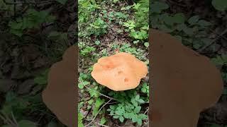 За грибочками  #север #деревенскаяжизнь #грибы #лес #лето #природа