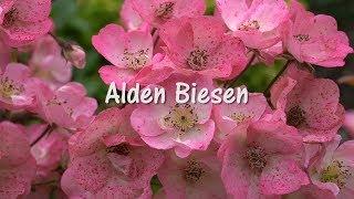 Кустовая бельгийская роза Alden Biesen