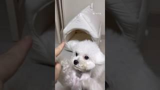 그저 신나서 교육 대실패 ! #강아지쇼츠 #강아지 #shorts #dogshorts #doglover #bichonfrise #미니비숑 #댕댕이일상 #댕댕이영상