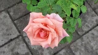 Roses in Full Bloom at Vandermeer Nursery: A Floral Spectacle!