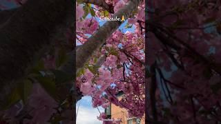 Cherry Blossom/Sakura 🩷 #spring #cherryblossom #sakura #flowers