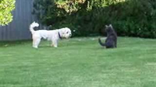 Our pets Storm and Scruffy..wmv
