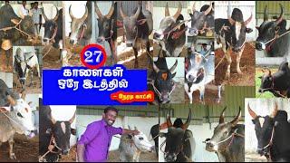 27 காளைகள் ஒரே இடத்தில் - நேரடி காட்சி .... Tamizhan Trending