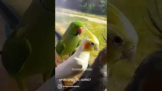 Parrot tries to make new friends  #birds #parrot #funnyanimal #pets