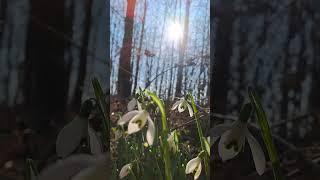 So schön  Frühlingsblumen Schneeglöckchen im Wald #Schneeglöckchen #wald #shorts #viral