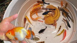 Colorful Goldfish, Smart Axolotl, Top Grad Betta, Luxury KOI, Cute Molly, Tetra, Tigerbarb, Turtle.