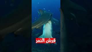أخطر انواع القرش في العالم #سوق_العلوم #القروش