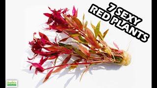 EASY Aquarium Plants - Red Plants For Fish Tanks