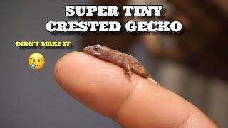 Super Tiny Crested Gecko Did Not Make It! Breeding Crested Geckos Gone Wrong?