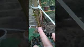 Pokok anggur/Grapevine P1