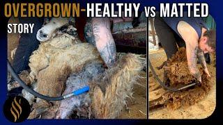 Matted Versus Healthy Sheep Shearing - Sheep 6 of 8