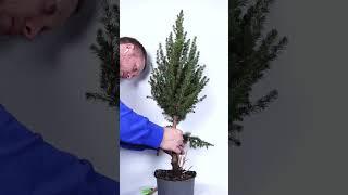 15$ Christmas Tree to Bonsai