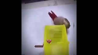 хомяк и попугай