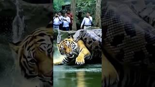 TIGER VS ANACONDA - people capture the moment a tiger fights an Anaconda snake