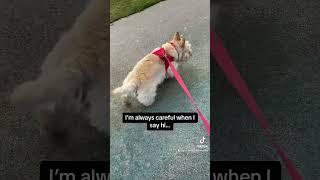 Scottish Terrier just wants to be friends with everyone she meets