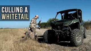 Culling a Whitetail Buck with Steve Nessl