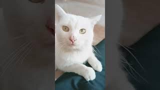 #рекомендации #котики #реки #кот #котик #а4 #halloween #music #trap