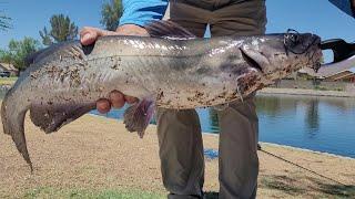 Catfishing Again With Cut Bait