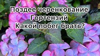 Черенкование Гортензий в июле , какой брать побег, как формировать и выращивать маточный куст ?