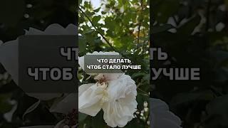 КАК ИЗМЕНИТЬ СВОЮ ЖИЗНЬ?