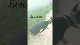 С моей собакой Дженой ️‍ #собака #лето #прогулкассобакой #доверие