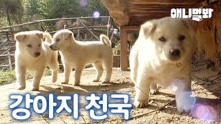 잃어버린 새끼를 찾은 어미의 모성애 넘치는 행동ㅣMother Dog’s Action After Meeting Her Lost Puppy