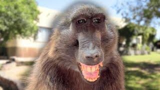 A Day In The Life Of Cindy The Baboon