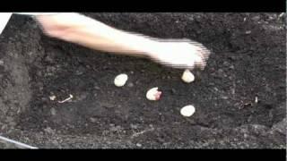 Planting Bulbs: Step-by-Step Gardening