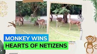 Viral Video: Monkey Helps Deer Eat Leaves From Tree Branch