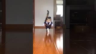 Fifi的经典猫步之一Fifi’s best walk || how to walk #catwalk #shorts