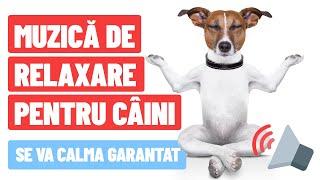 MUZICĂ DE RELAXARE PENTRU CÂINI | MUZICĂ CALMARE CÂINE