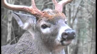 Understand Whitetail Deer Behavior During the Rut