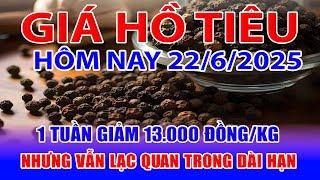Giá tiêu hôm nay 22/6/2025: 1 tuần giảm 13.000 đồng/kg nhưng vẫn lạc quan trong dài hạn