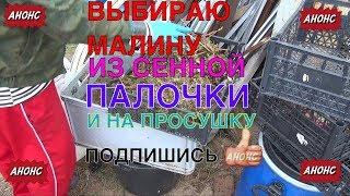 104А  ВЫБИРАЮ МАЛИНУ ИЗ СЕННОЙ ПАЛОЧКИ И НА ПРОСУШКУ