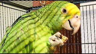 Lafeber’s Sunny Orchard Nutri-Berries Parrot Food Review