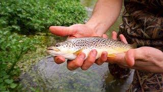 Dry Fly Fishing for Brown Trout in Ohio?! (Epic Underwater Footage)