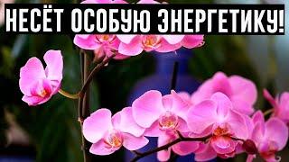 Магическое значение орхидеи в Вашем доме. Вы даже не представляете, что она может принести!