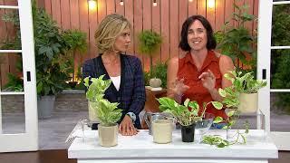 Cottage Farms Marble Queen Pothos Live Plant w/ Planter on QVC