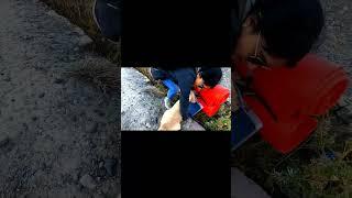 #oliver #goldenretriever #pets #dog #shorts #youtubeshorts #camping #outdoors