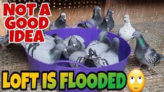 PIGEON BATH IS IMPORTANT FOR THEIR WELL BEING|PIGEON RACING UK|MAD ABOUT RACING PIGEONS