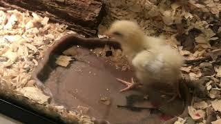 Live Feeding Video, Graphic Content Highonsnakes  Crotalus Horridus delivers death by venom to chick