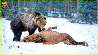 Most INCREDIBLE Attacks Of Bear On Earth Ever Recorded | Animal Fighting